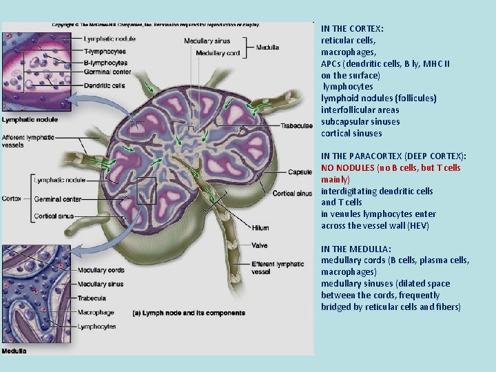 IN THE CORTEX: reticular cells, macrophages, APCs (dendritic cells, B ly, MHC II on