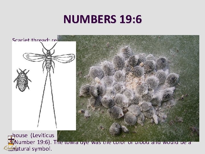 NUMBERS 19: 6 Scarlet thread: represents ’יהושע s blood. It refers to the dye