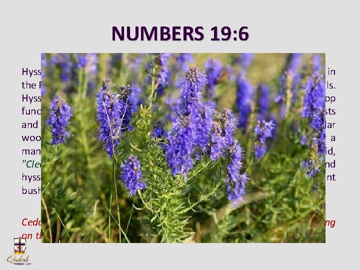 NUMBERS 19: 6 Hyssop represents humility. The word occurs ten times, primarily in the