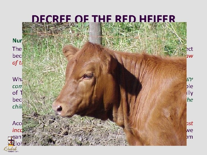 DECREE OF THE RED HEIFER Number 19: 1 -10 The Decree of the “Red