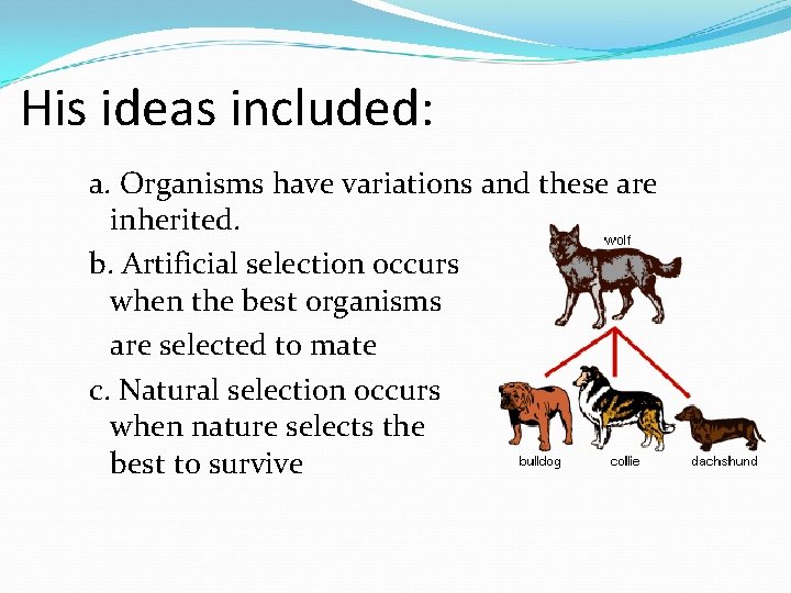 His ideas included: a. Organisms have variations and these are inherited. b. Artificial selection