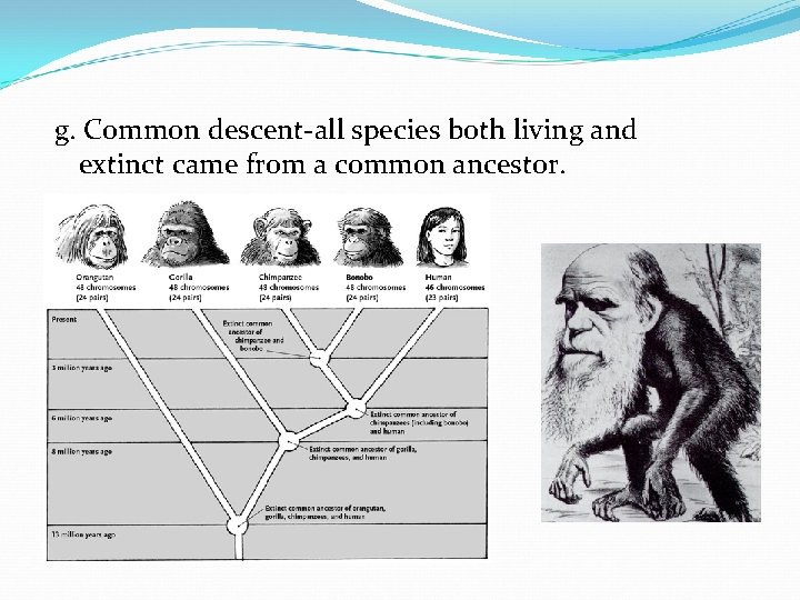 g. Common descent-all species both living and extinct came from a common ancestor. 