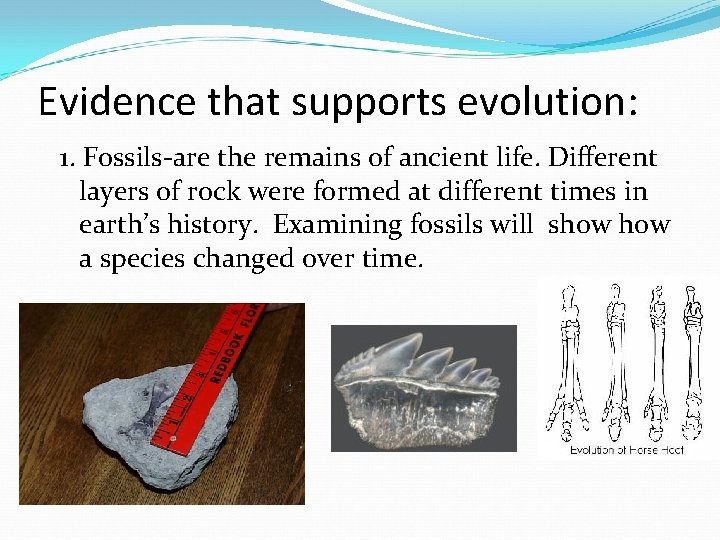 Evidence that supports evolution: 1. Fossils-are the remains of ancient life. Different layers of