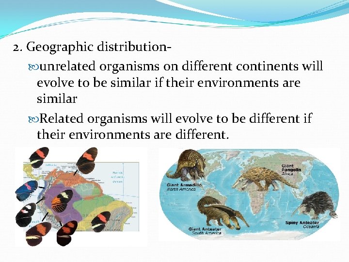 2. Geographic distribution unrelated organisms on different continents will evolve to be similar if