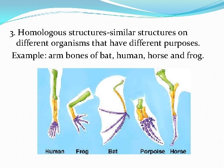 3. Homologous structures-similar structures on different organisms that have different purposes. Example: arm bones