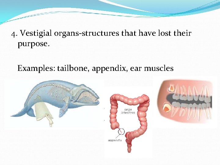 4. Vestigial organs-structures that have lost their purpose. Examples: tailbone, appendix, ear muscles 