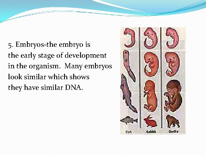 5. Embryos-the embryo is the early stage of development in the organism. Many embryos