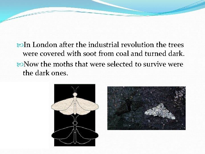  In London after the industrial revolution the trees were covered with soot from