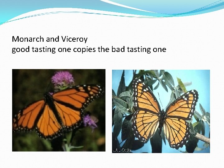 Monarch and Viceroy good tasting one copies the bad tasting one 