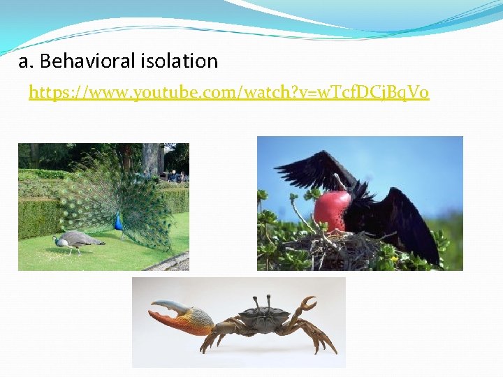 a. Behavioral isolation https: //www. youtube. com/watch? v=w. Tcf. DCj. Bq. V 0 