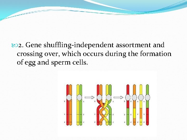  2. Gene shuffling-independent assortment and crossing over, which occurs during the formation of