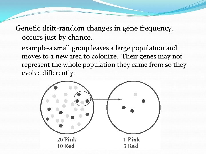 Genetic drift-random changes in gene frequency, occurs just by chance. example-a small group leaves