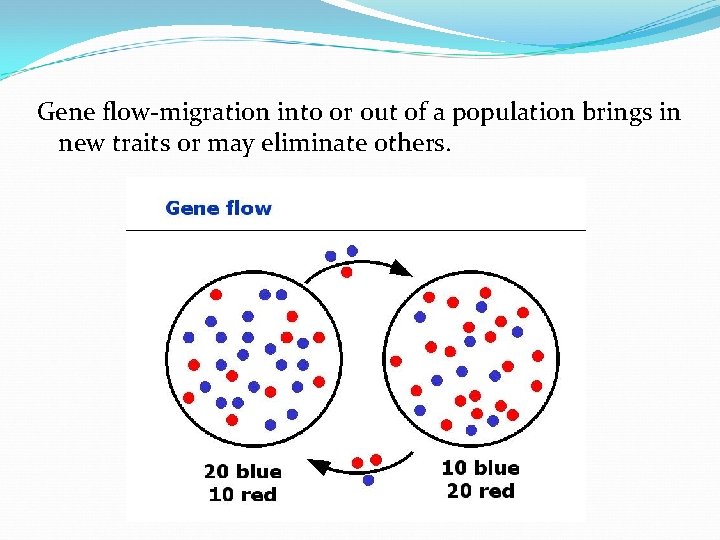 Gene flow-migration into or out of a population brings in new traits or may