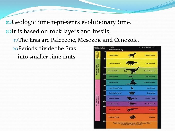  Geologic time represents evolutionary time. It is based on rock layers and fossils.