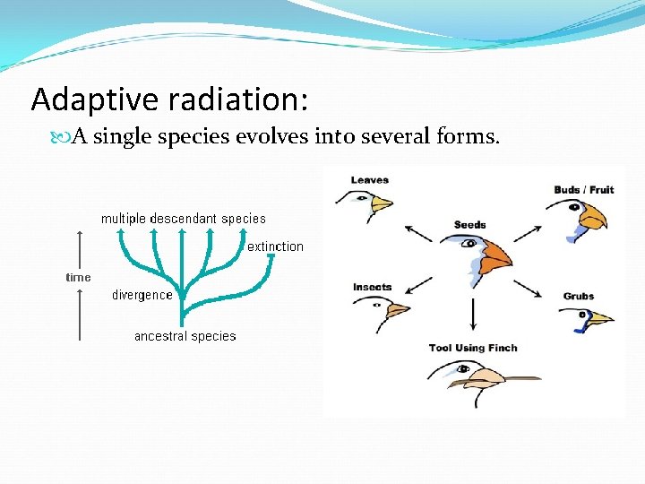 Adaptive radiation: A single species evolves into several forms. 