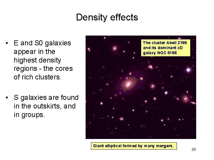 Density effects • E and S 0 galaxies appear in the highest density regions