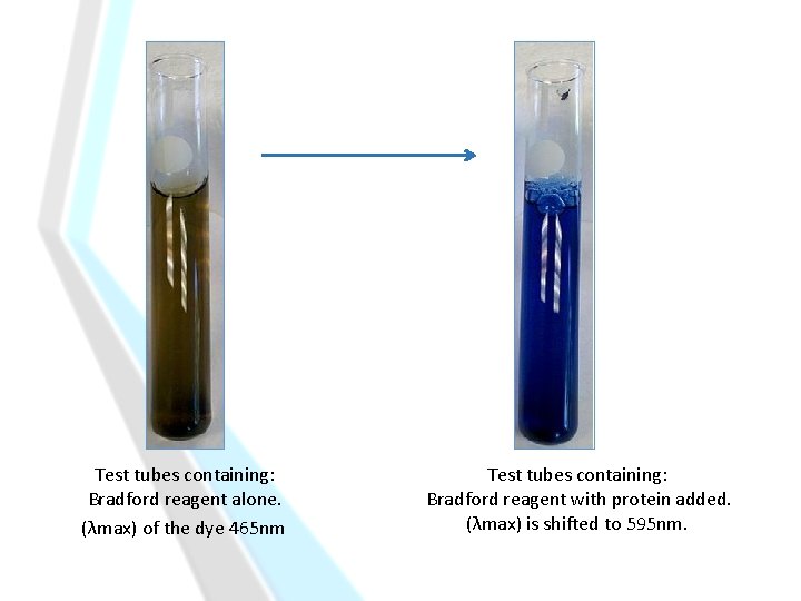 Test tubes containing: Bradford reagent alone. (λmax) of the dye 465 nm Test tubes