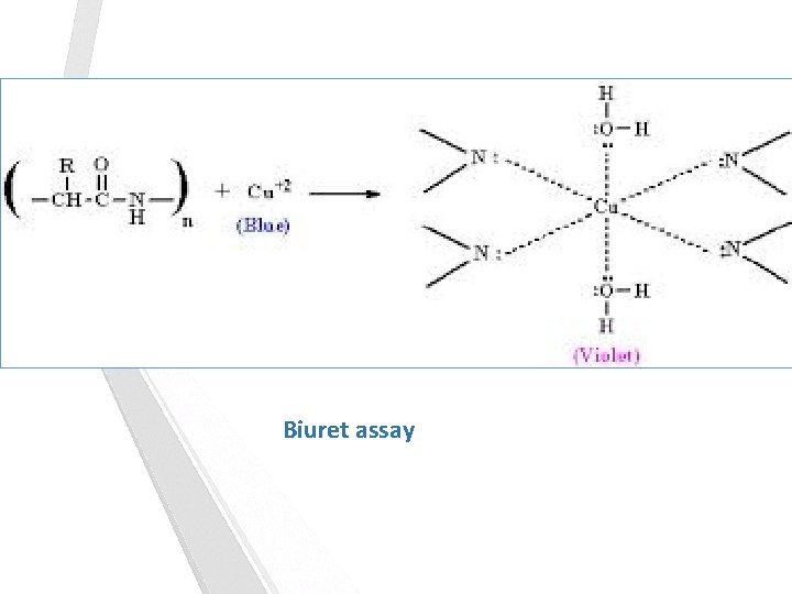 Biuret assay 