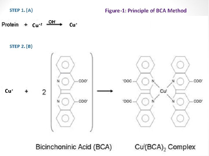 Figure-1: Principle of BCA Method STEP 1. (A) Cu+2 STEP 2. (B) Cu+ OH-