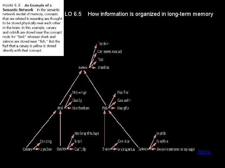LO 6. 5 How information is organized in long-term memory Menu 