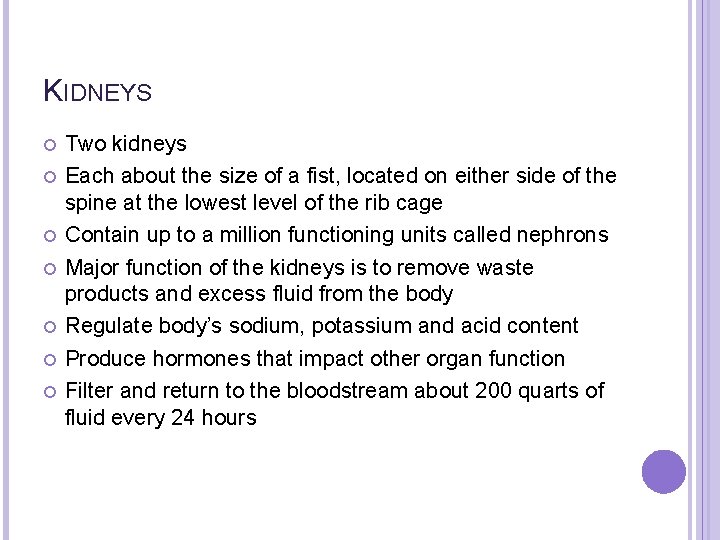 KIDNEYS Two kidneys Each about the size of a fist, located on either side