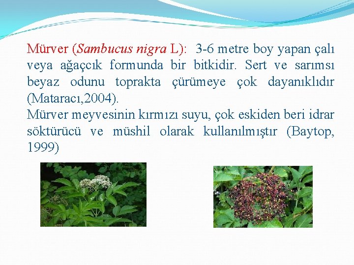 Mürver (Sambucus nigra L): 3 -6 metre boy yapan çalı veya ağaçcık formunda bir