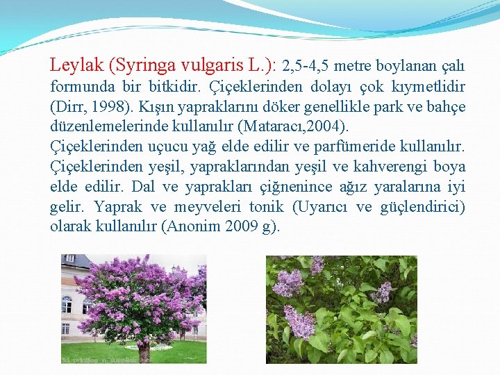 Leylak (Syringa vulgaris L. ): 2, 5 -4, 5 metre boylanan çalı formunda bir