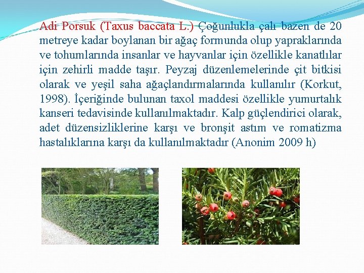 Adi Porsuk (Taxus baccata L. ) Çoğunlukla çalı bazen de 20 metreye kadar boylanan