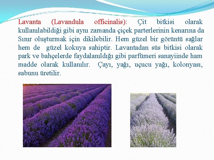 Lavanta (Lavandula officinalis): Çit bitkisi olarak kullanılabildiği gibi aynı zamanda çiçek parterlerinin kenarına da