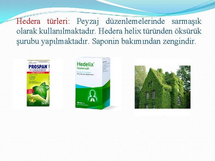 Hedera türleri: Peyzaj düzenlemelerinde sarmaşık olarak kullanılmaktadır. Hedera helix türünden öksürük şurubu yapılmaktadır. Saponin