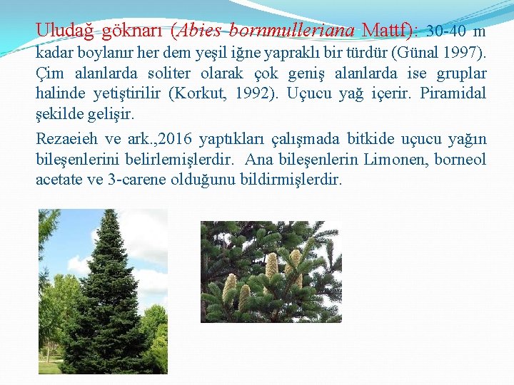 Uludağ göknarı (Abies bornmulleriana Mattf): 30 -40 m kadar boylanır her dem yeşil iğne