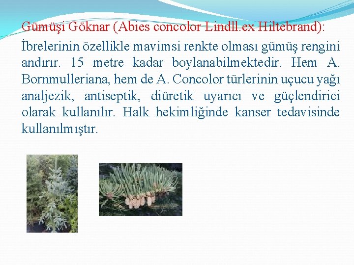 Gümüşi Göknar (Abies concolor Lindll. ex Hiltebrand): İbrelerinin özellikle mavimsi renkte olması gümüş rengini