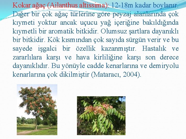 Kokar ağaç (Ailanthus altissima): 12 -18 m kadar boylanır. Diğer bir çok ağaç türlerine