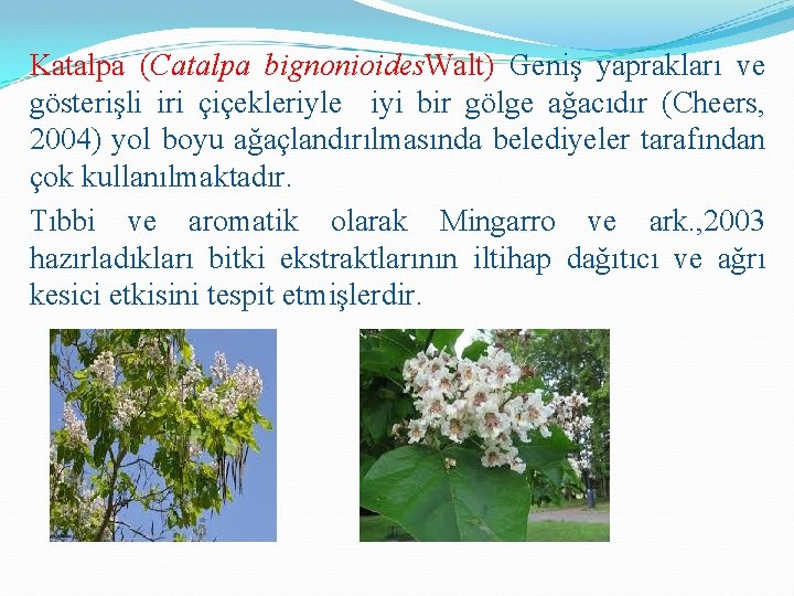 Katalpa (Catalpa bignonioides. Walt) Geniş yaprakları ve gösterişli iri çiçekleriyle iyi bir gölge ağacıdır