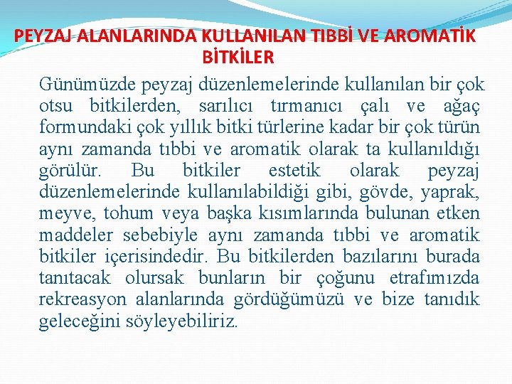 PEYZAJ ALANLARINDA KULLANILAN TIBBİ VE AROMATİK BİTKİLER Günümüzde peyzaj düzenlemelerinde kullanılan bir çok otsu