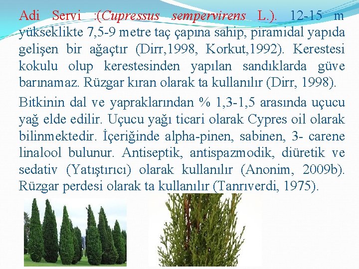 Adi Servi : (Cupressus sempervirens L. ). 12 -15 m yükseklikte 7, 5 -9