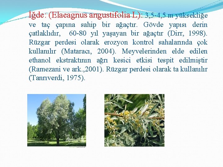 İğde: (Elaeagnus angustifolia L): 3, 5 -4, 5 m yüksekliğe ve taç çapına sahip