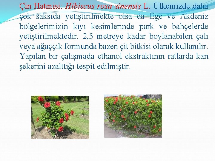 Çin Hatmisi: Hibiscus rosa sinensis L. Ülkemizde daha çok saksıda yetiştirilmekte olsa da Ege