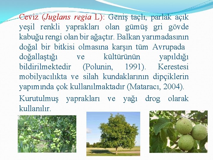 Ceviz (Juglans regia L): Geniş taçlı, parlak açık yeşil renkli yaprakları olan gümüş gri