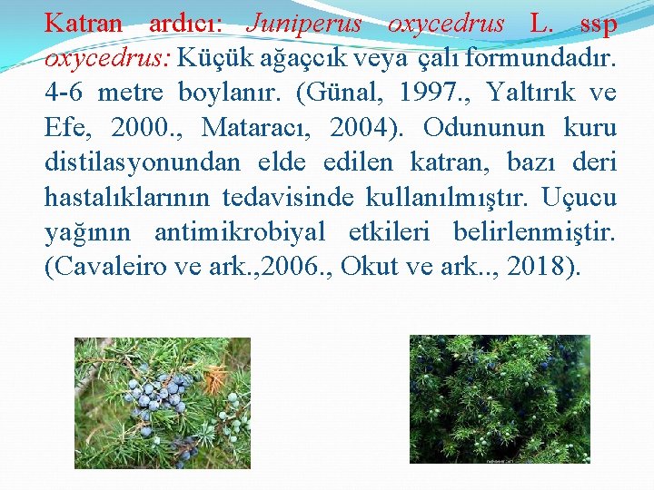 Katran ardıcı: Juniperus oxycedrus L. ssp oxycedrus: Küçük ağaçcık veya çalı formundadır. 4 -6