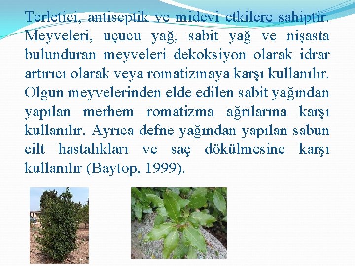 Terletici, antiseptik ve midevi etkilere sahiptir. Meyveleri, uçucu yağ, sabit yağ ve nişasta bulunduran