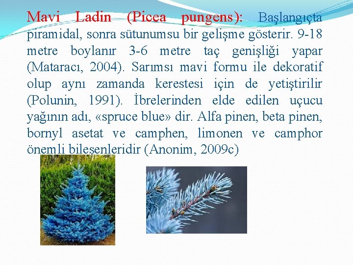 Mavi Ladin (Picea pungens): Başlangıçta piramidal, sonra sütunumsu bir gelişme gösterir. 9 -18 metre