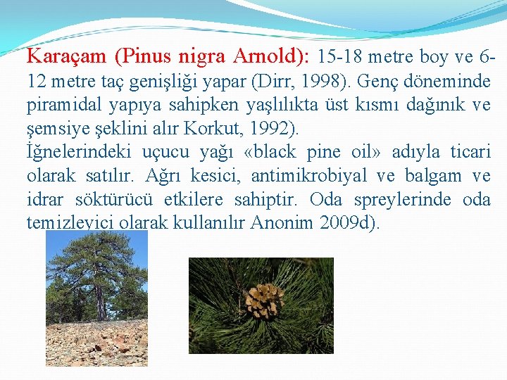 Karaçam (Pinus nigra Arnold): 15 -18 metre boy ve 612 metre taç genişliği yapar
