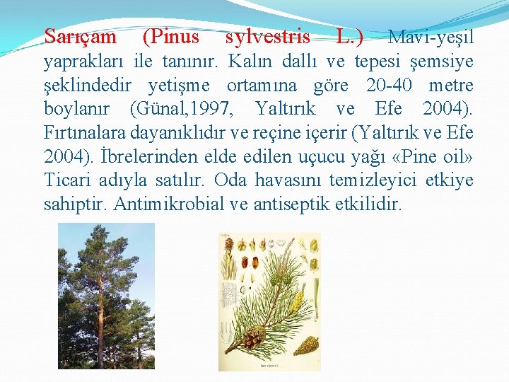 Sarıçam (Pinus sylvestris L. ) Mavi-yeşil yaprakları ile tanınır. Kalın dallı ve tepesi şemsiye