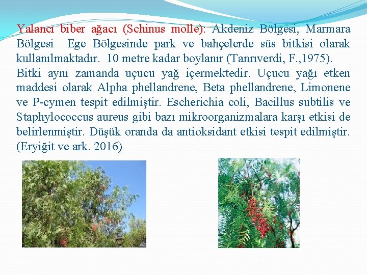 Yalancı biber ağacı (Schinus molle): Akdeniz Bölgesi, Marmara Bölgesi Ege Bölgesinde park ve bahçelerde