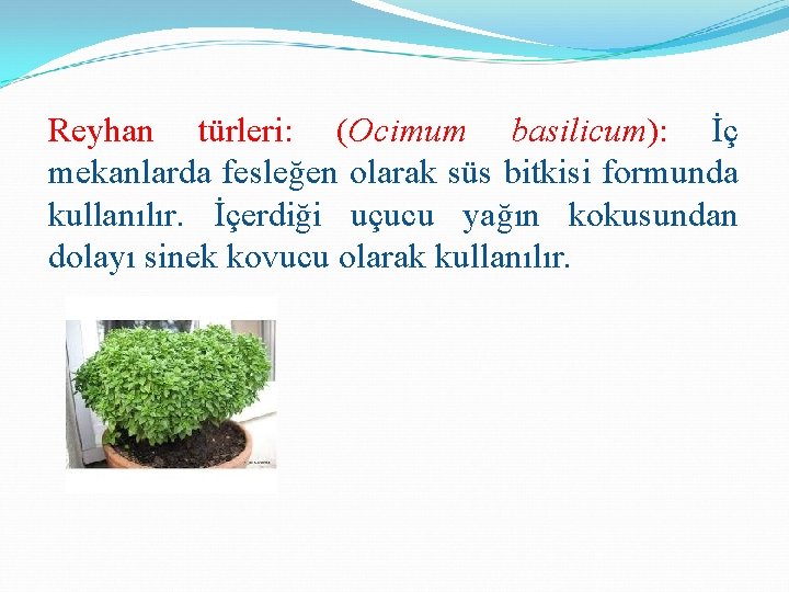 Reyhan türleri: (Ocimum basilicum): İç mekanlarda fesleğen olarak süs bitkisi formunda kullanılır. İçerdiği uçucu