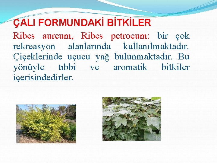 ÇALI FORMUNDAKİ BİTKİLER Ribes aureum, Ribes petroeum: bir çok rekreasyon alanlarında kullanılmaktadır. Çiçeklerinde uçucu