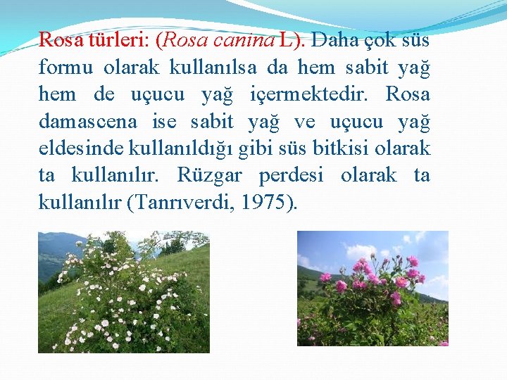 Rosa türleri: (Rosa canina L). Daha çok süs formu olarak kullanılsa da hem sabit