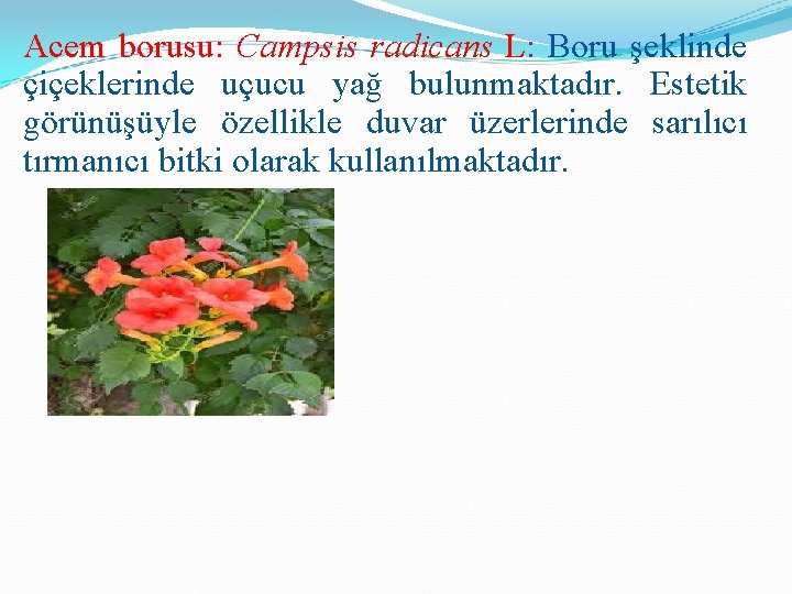 Acem borusu: Campsis radicans L: Boru şeklinde çiçeklerinde uçucu yağ bulunmaktadır. Estetik görünüşüyle özellikle