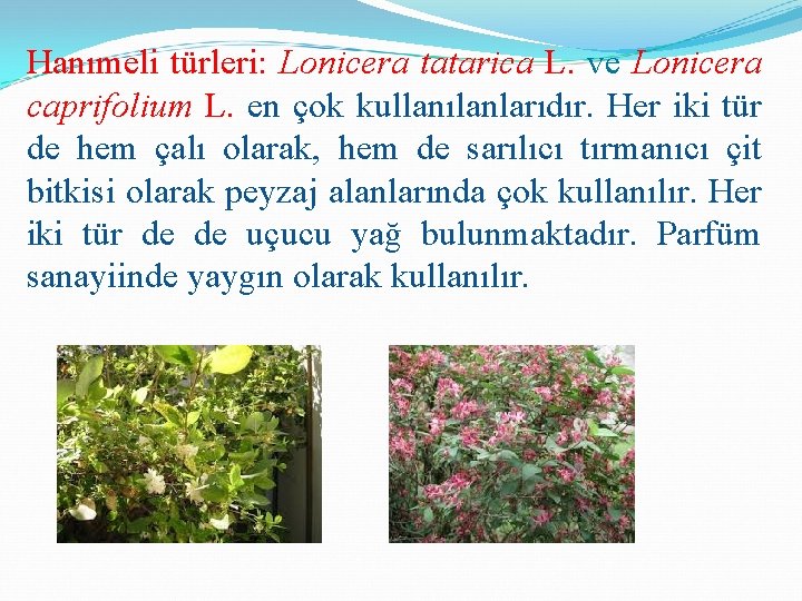 Hanımeli türleri: Lonicera tatarica L. ve Lonicera caprifolium L. en çok kullanılanlarıdır. Her iki